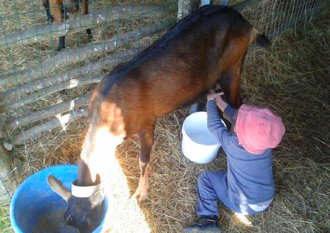 Classe découverte Ferme Grenouillettes – Classes médiévales Bourgogne – Poney-Club Domaine Espérance 01
