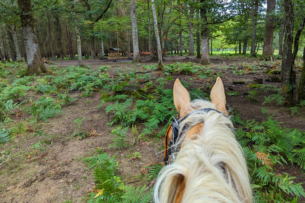 Randonnée équestre adulte Equit-Evasion – Séjour équestre adulte en Bourgogne – Domaine de l’Espérance 04
